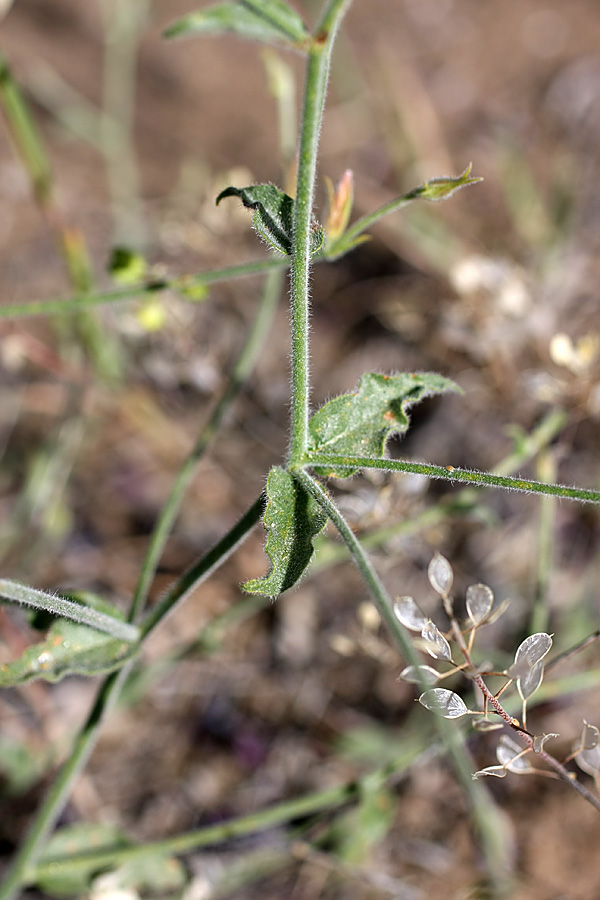 Image of Convolvulus divaricatus specimen.