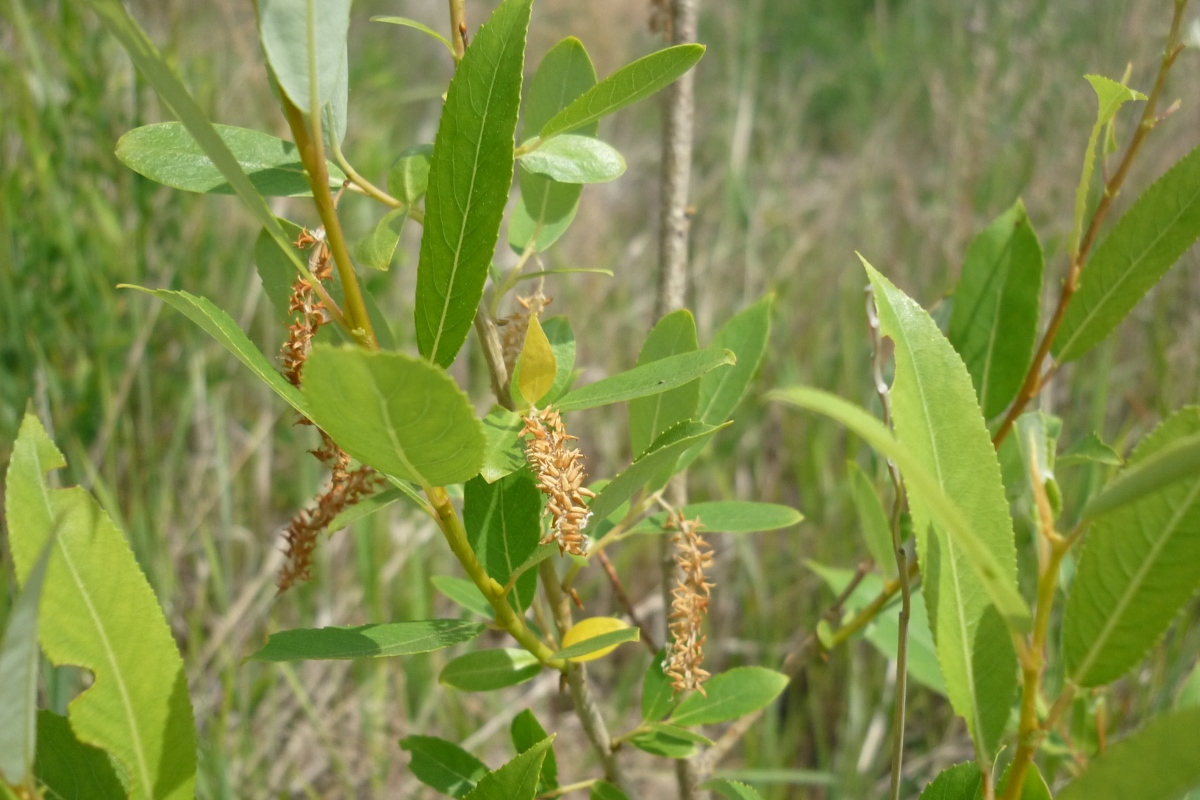 Image of Salix triandra specimen.