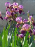 genus Iris