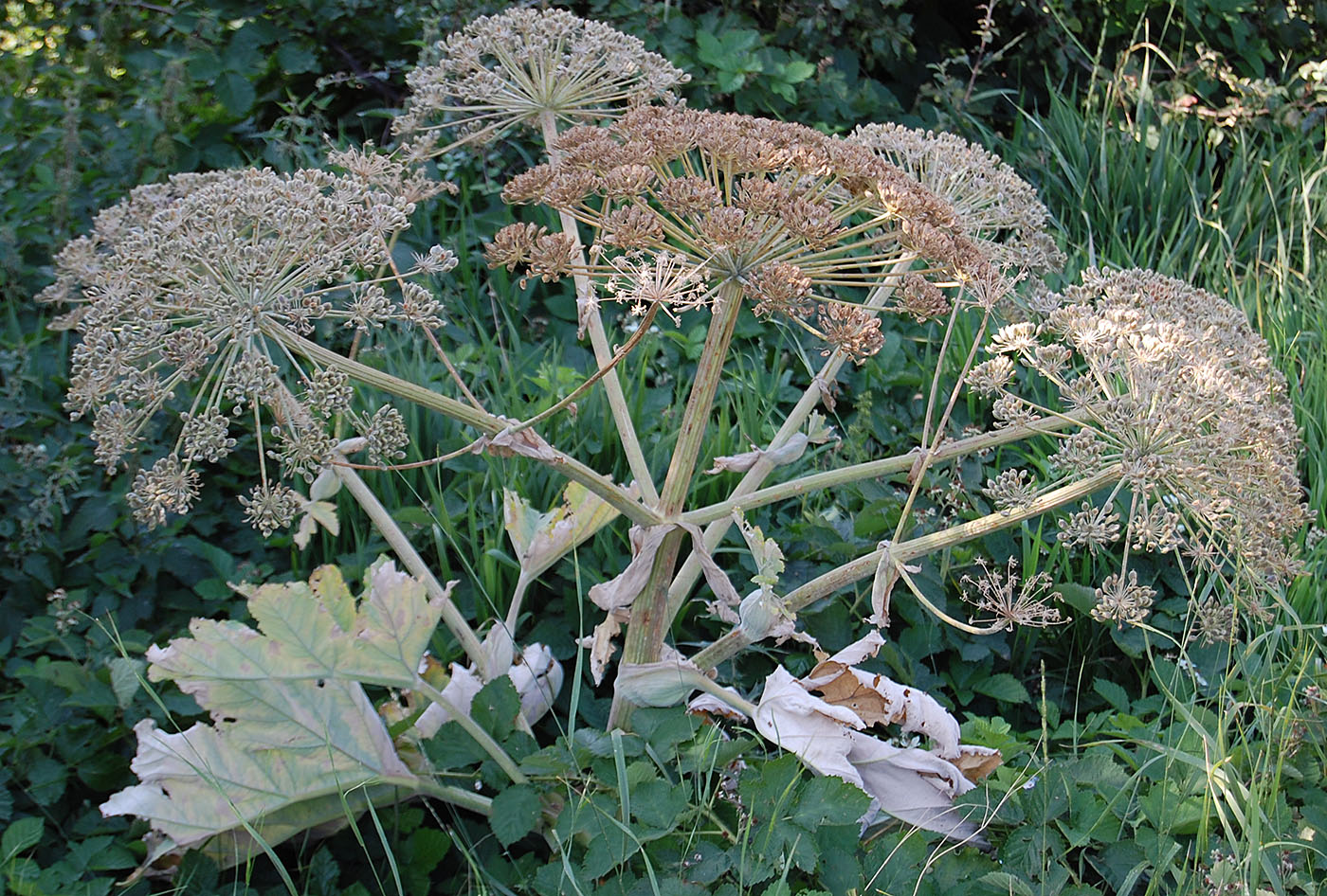 Изображение особи Heracleum stevenii.