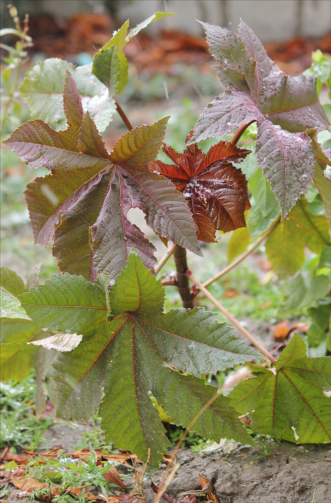 Image of Ricinus communis specimen.