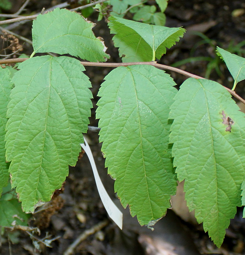 Image of Neillia sinensis specimen.