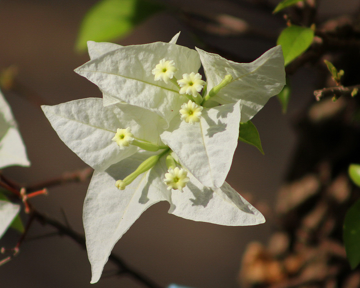 Image of genus Bougainvillea specimen.