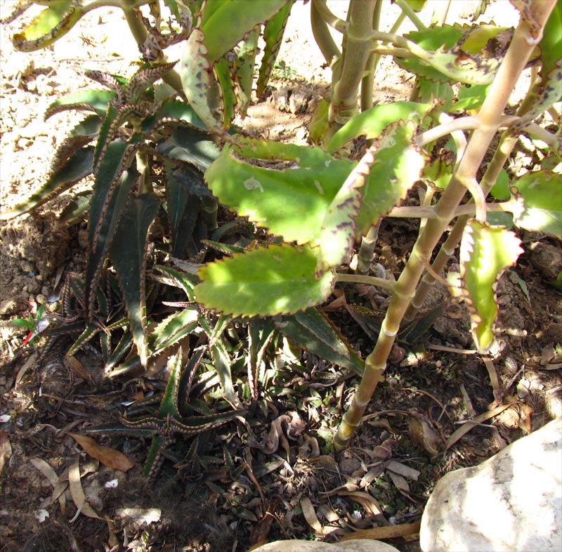 Image of Kalanchoe daigremontiana specimen.