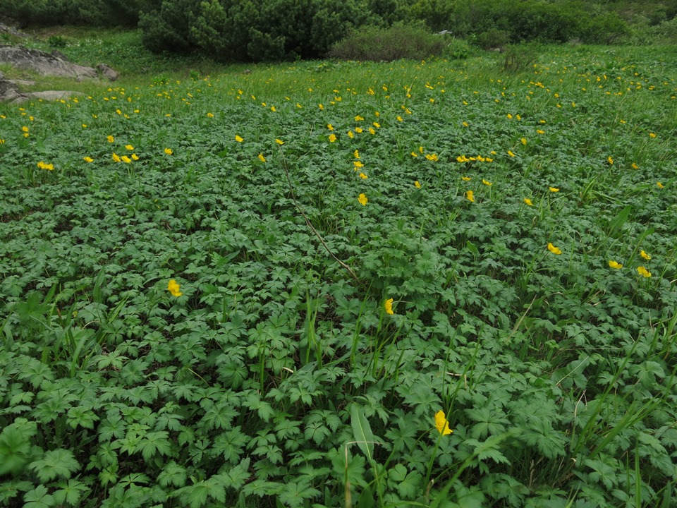 Image of Trollius uniflorus specimen.