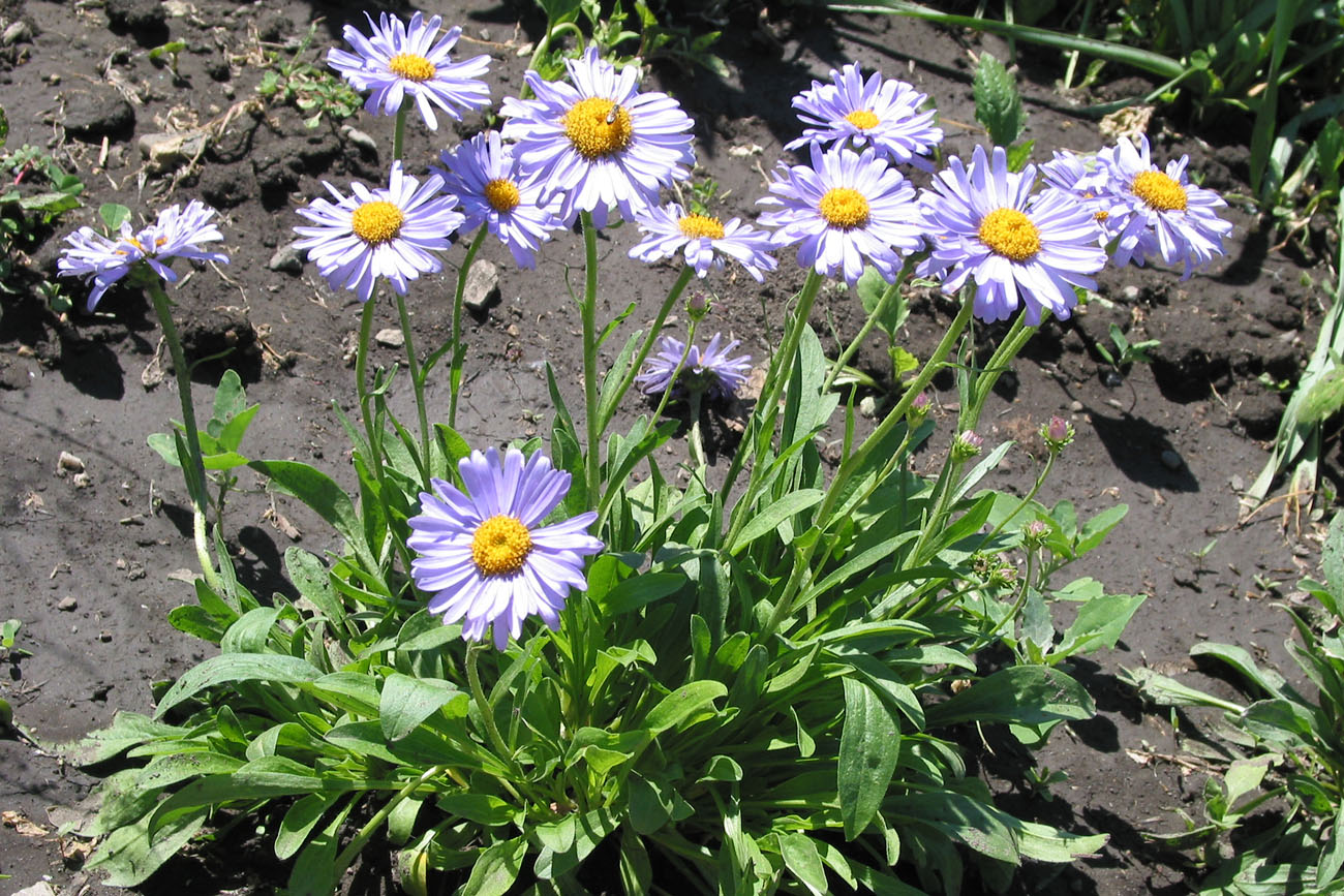 Изображение особи Aster alpinus.