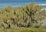 Casuarina equisetifolia