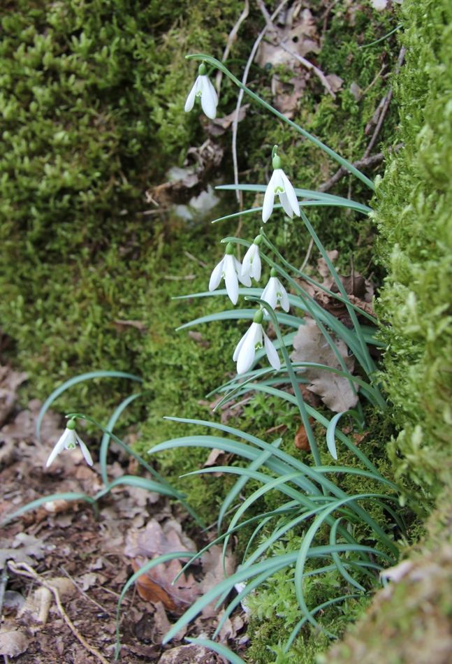 Image of Galanthus nivalis specimen.