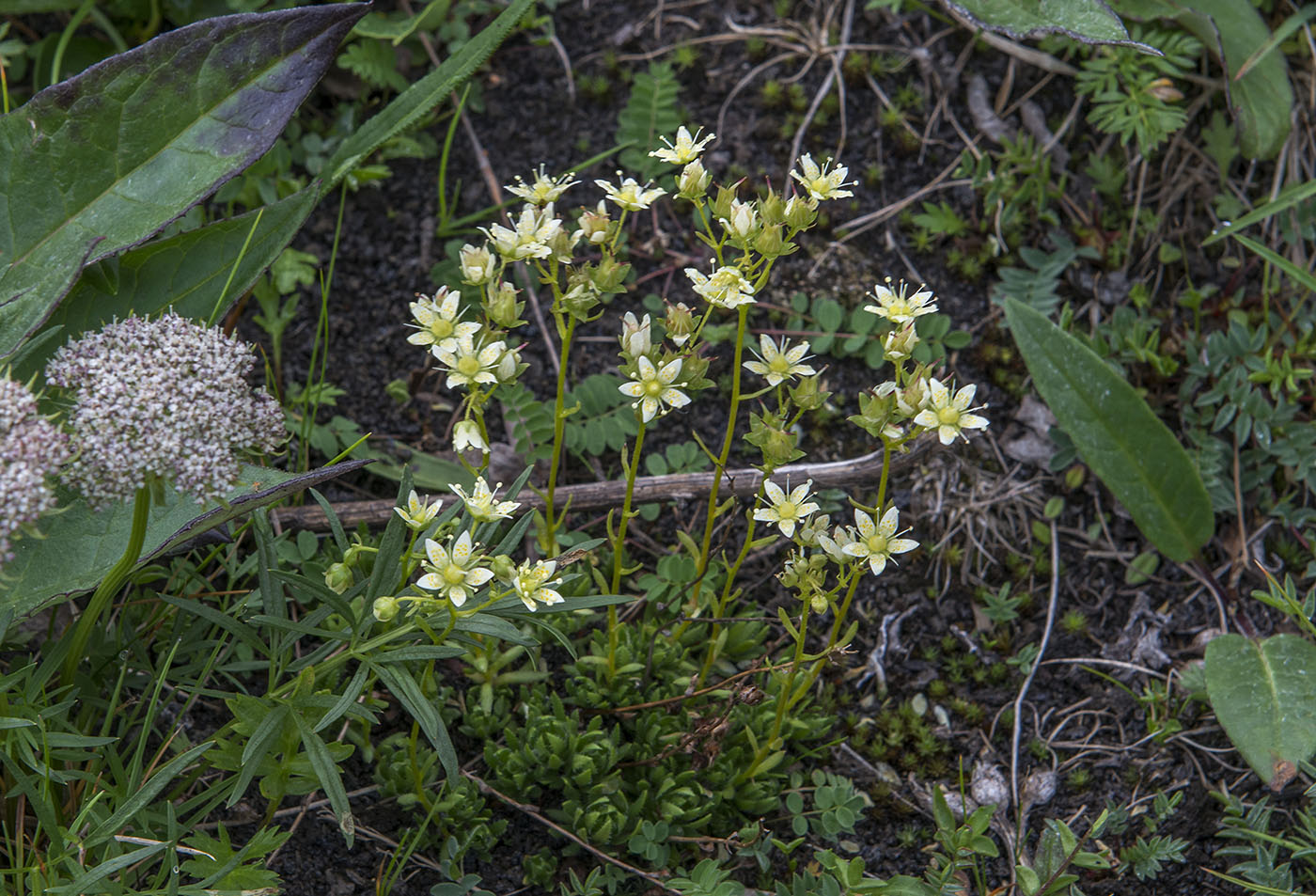 Изображение особи Saxifraga funstonii.