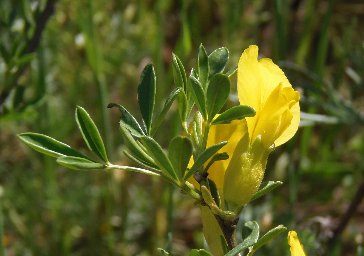 Image of Chamaecytisus borysthenicus specimen.