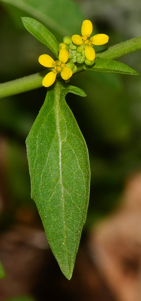 Image of Ochthodium aegyptiacum specimen.