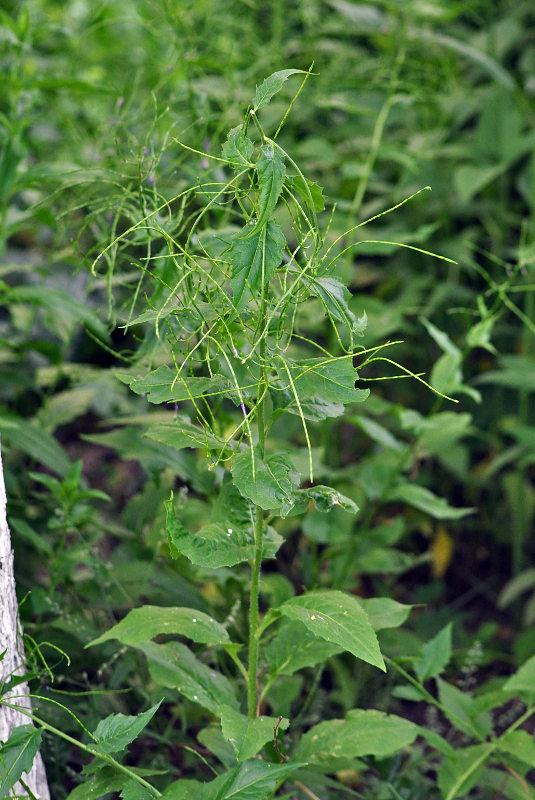 Image of Hesperis matronalis specimen.