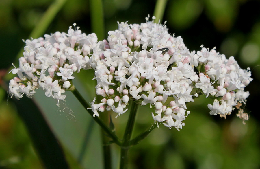 Image of genus Valeriana specimen.