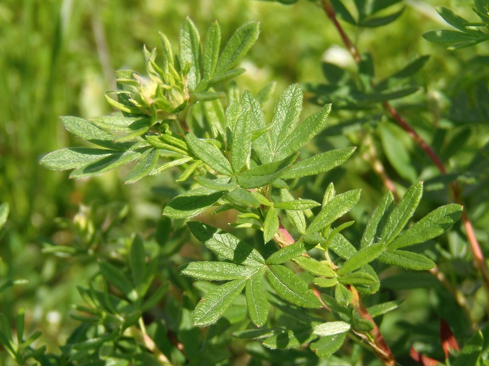 Image of Dasiphora fruticosa specimen.