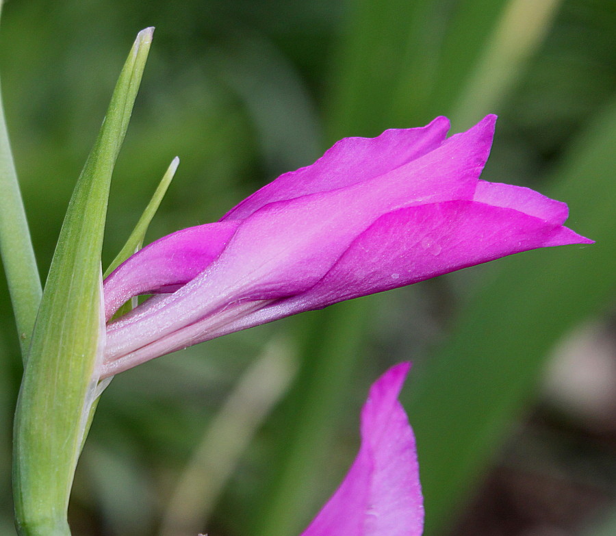 Изображение особи Gladiolus palustris.