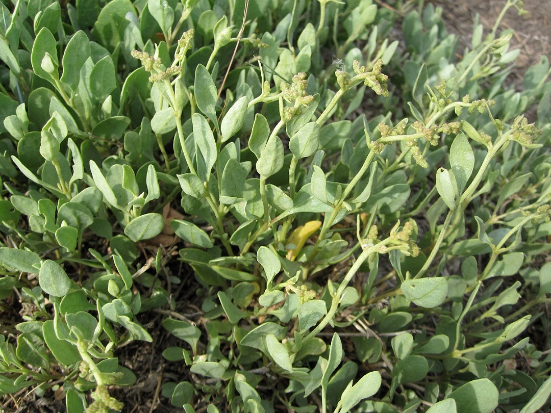 Image of Halimione verrucifera specimen.