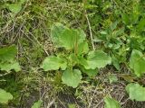 Plantago major