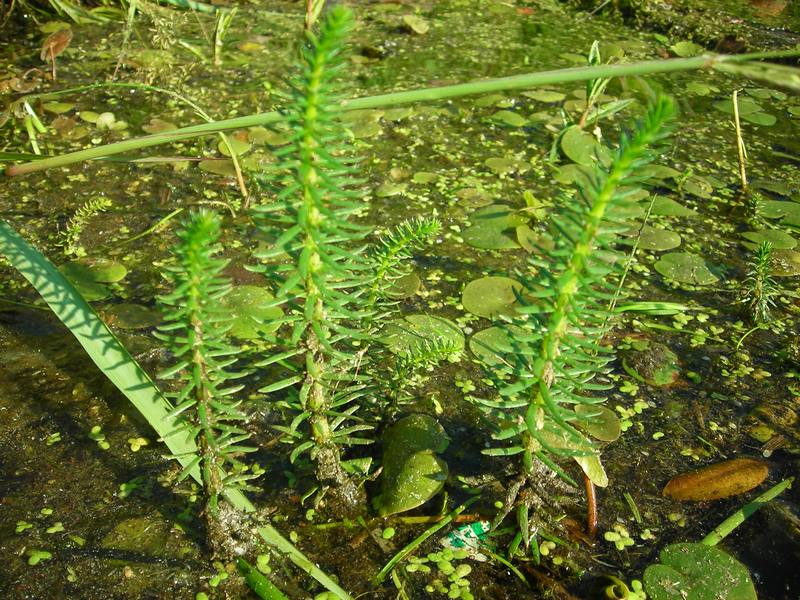 Image of Hippuris vulgaris specimen.