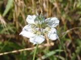 Nigella arvensis. Цветок. Украина, г. Запорожье, балка между Космическим мкрн. и Опытной станцией. 05.07.2014.