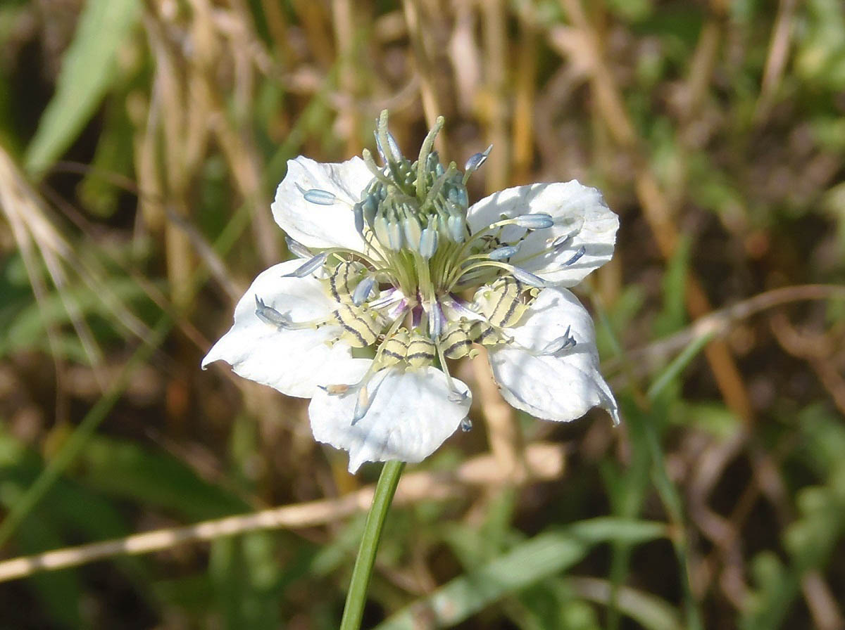 Image of Nigella arvensis specimen.