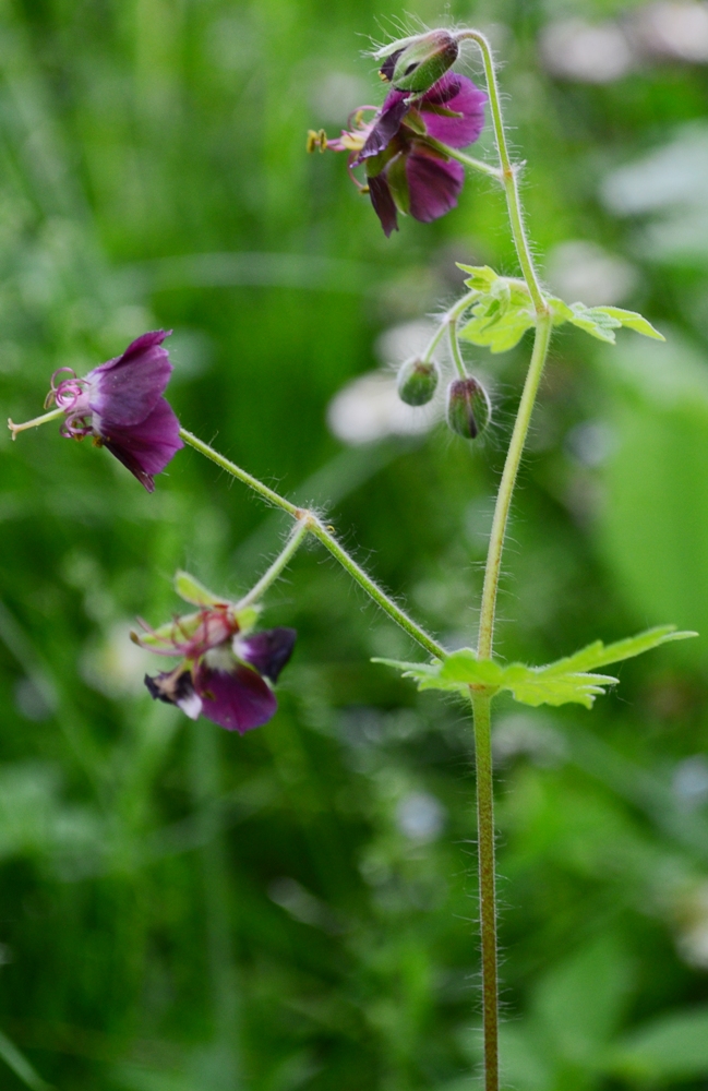 Image of Geranium phaeum specimen.