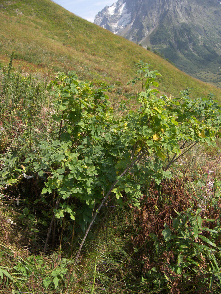 Image of Rosa arensii specimen.