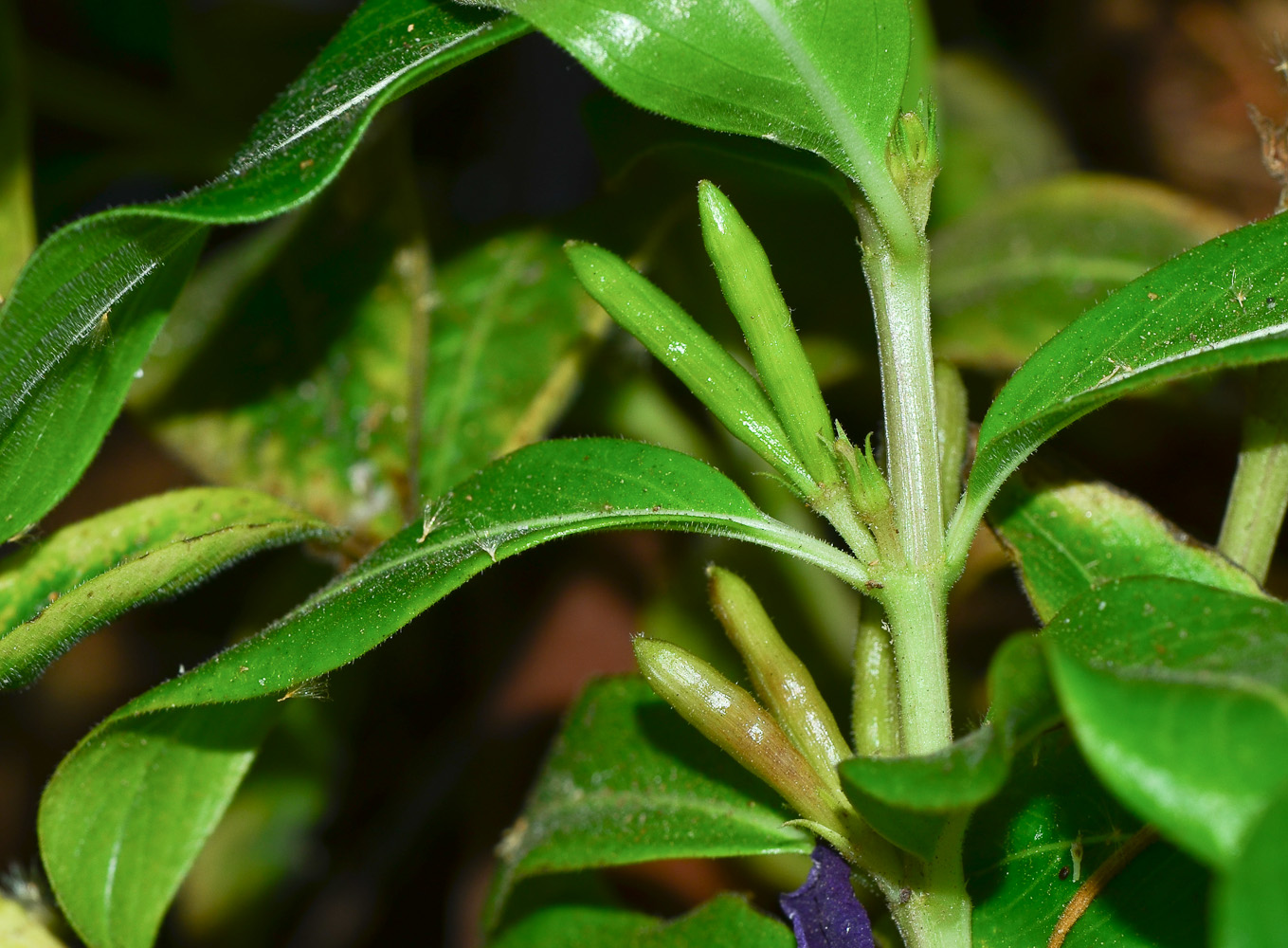 Image of Catharanthus roseus specimen.