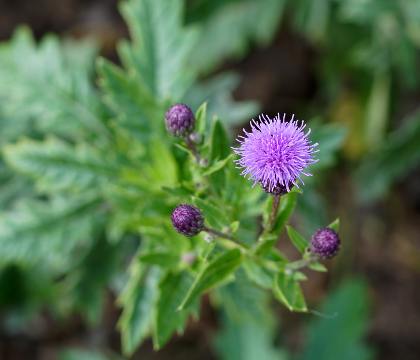 Изображение особи род Cirsium.