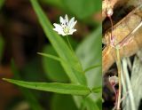 Pseudostellaria sylvatica