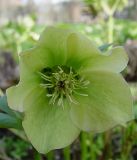 Helleborus caucasicus