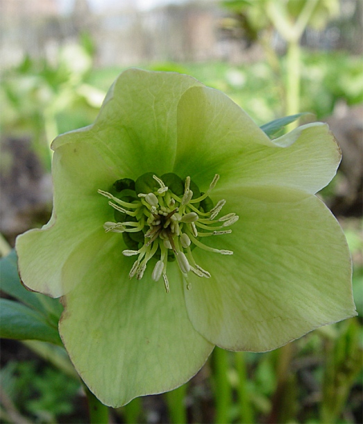 Изображение особи Helleborus caucasicus.