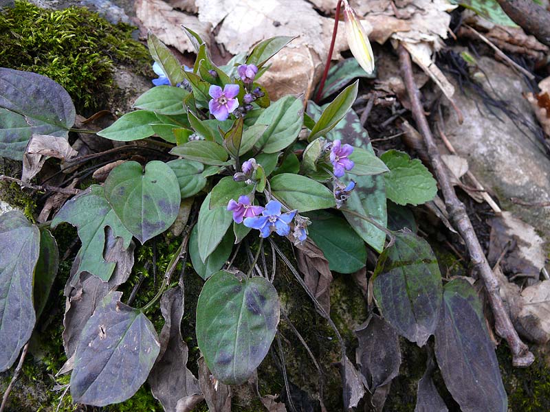 Изображение особи Omphalodes cappadocica.