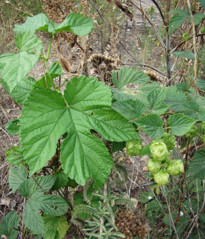 Image of Humulus lupulus specimen.