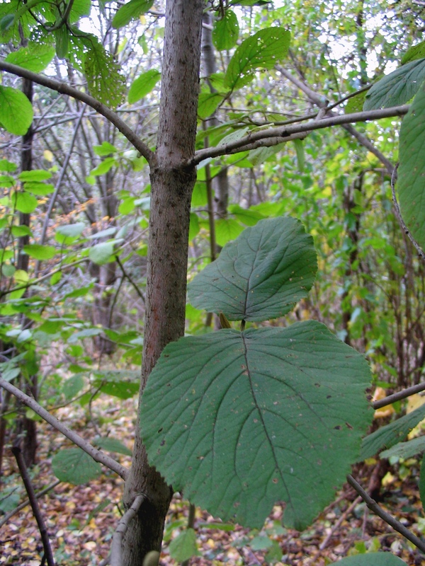 Изображение особи Viburnum lantana.