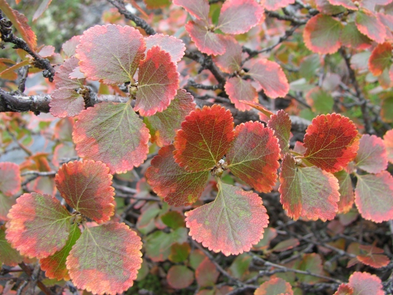 Изображение особи Betula divaricata.