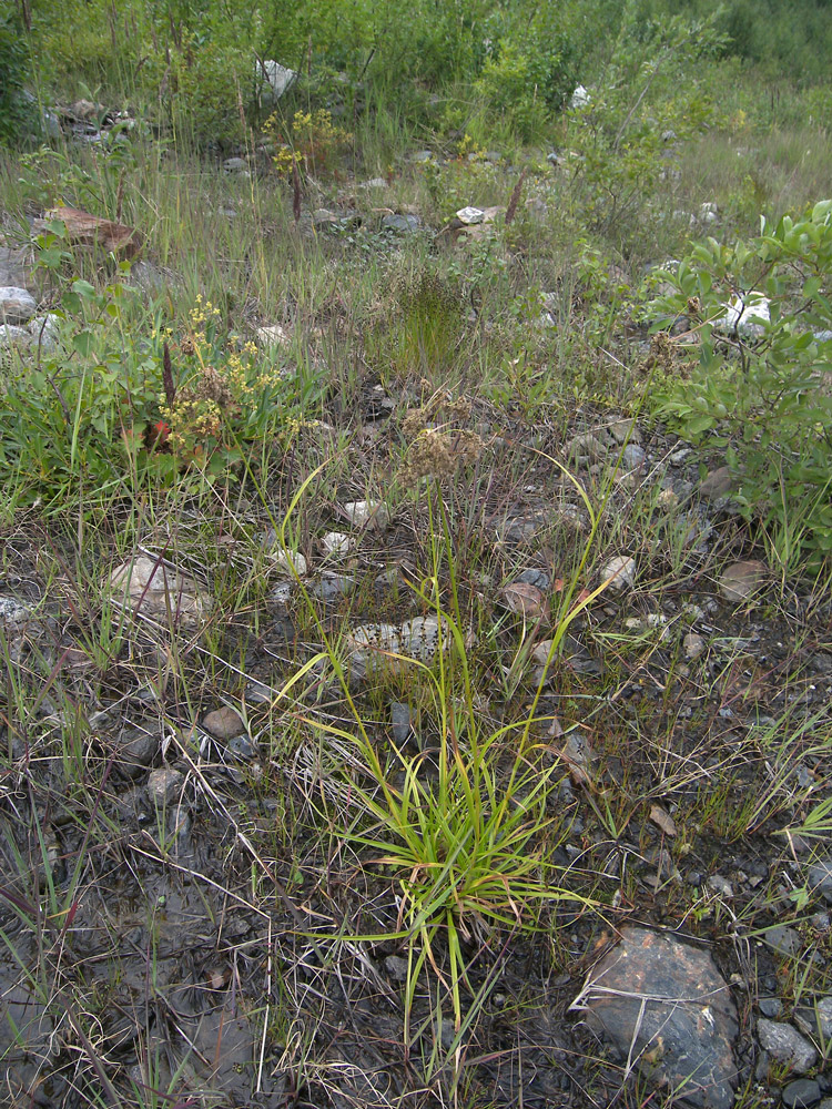 Image of Scirpus colchicus specimen.