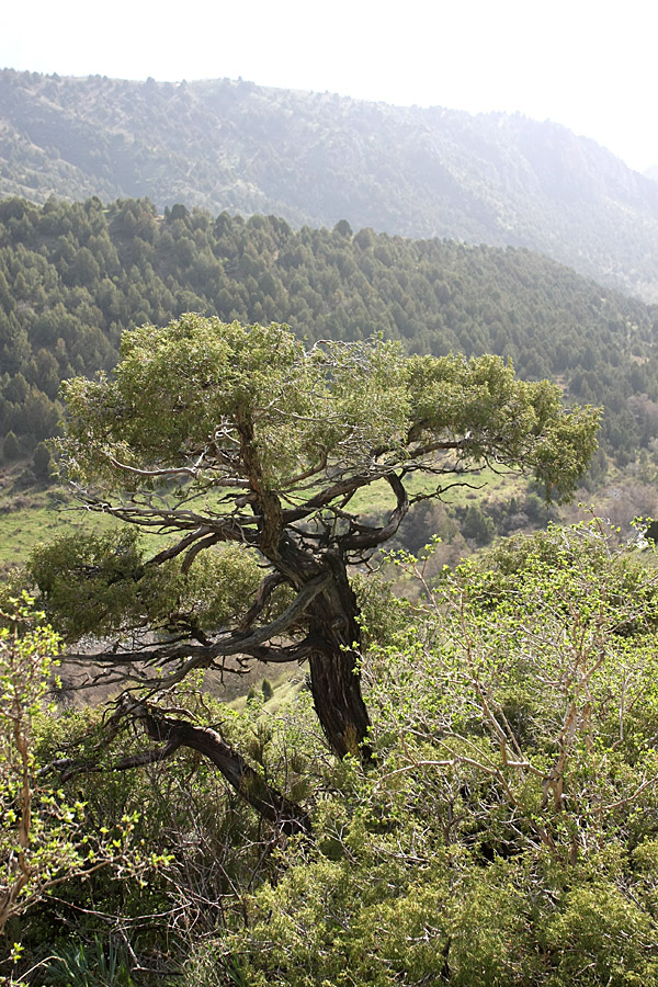 Изображение особи Juniperus seravschanica.