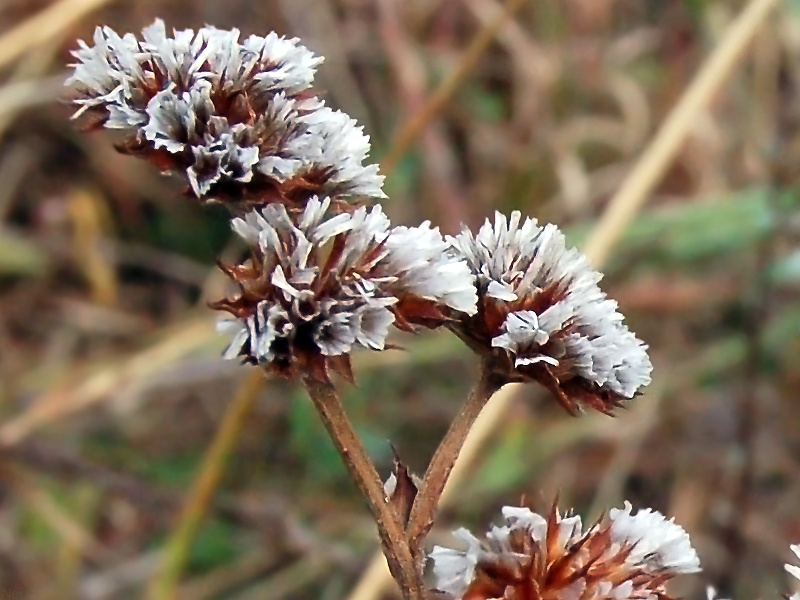 Image of Goniolimon speciosum specimen.