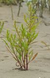 Rumex maritimus. Цветущее и плодоносящее растение. Респ. Чувашия, Мариинско-Посадский р-н, окр. дер. Шульгино, песчаный пляж на одном из островов Волги. 11.07.2015.