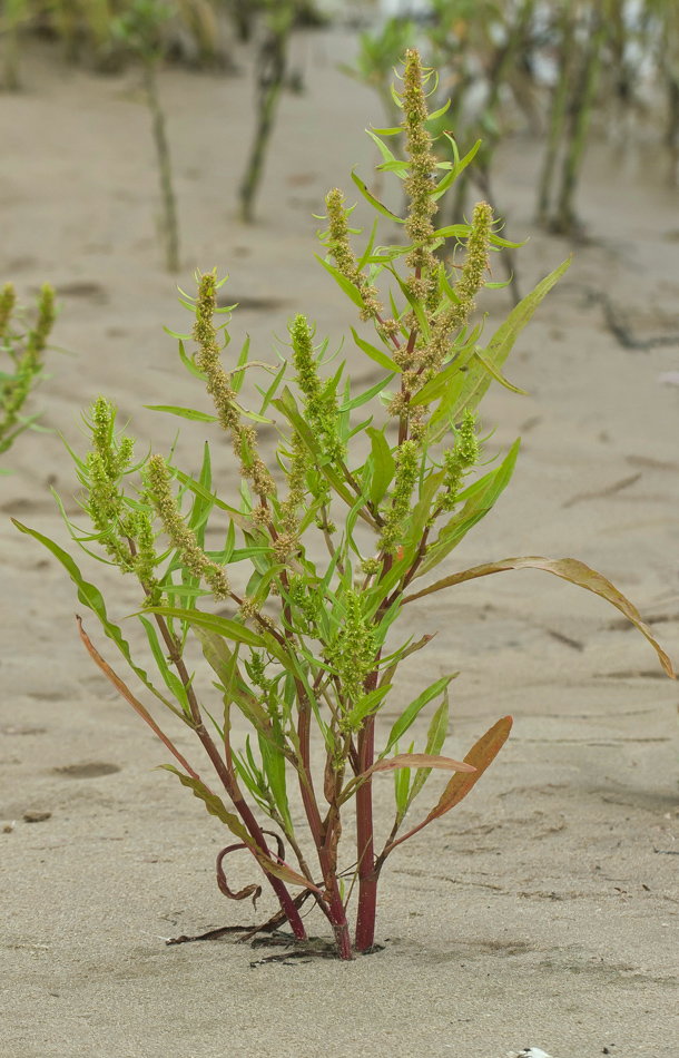 Изображение особи Rumex maritimus.