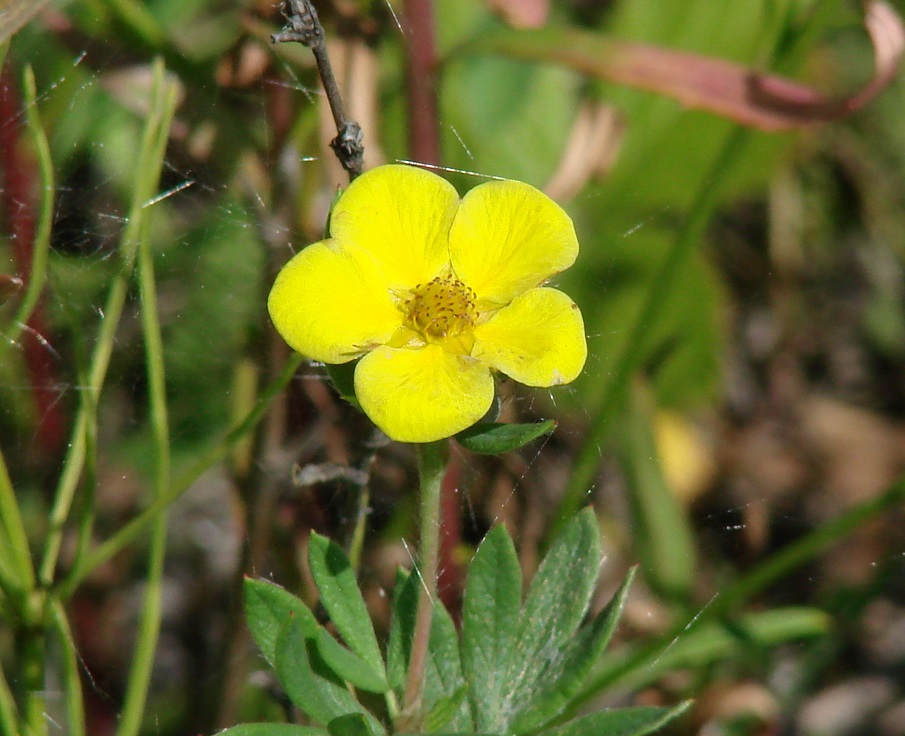 Image of Dasiphora fruticosa specimen.