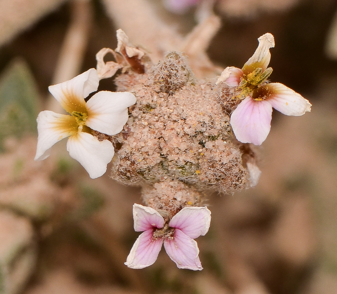 Image of Morettia canescens specimen.