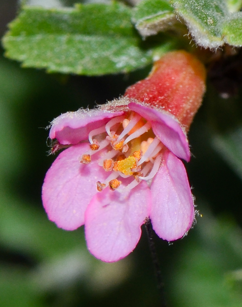 Image of Cerasus prostrata specimen.