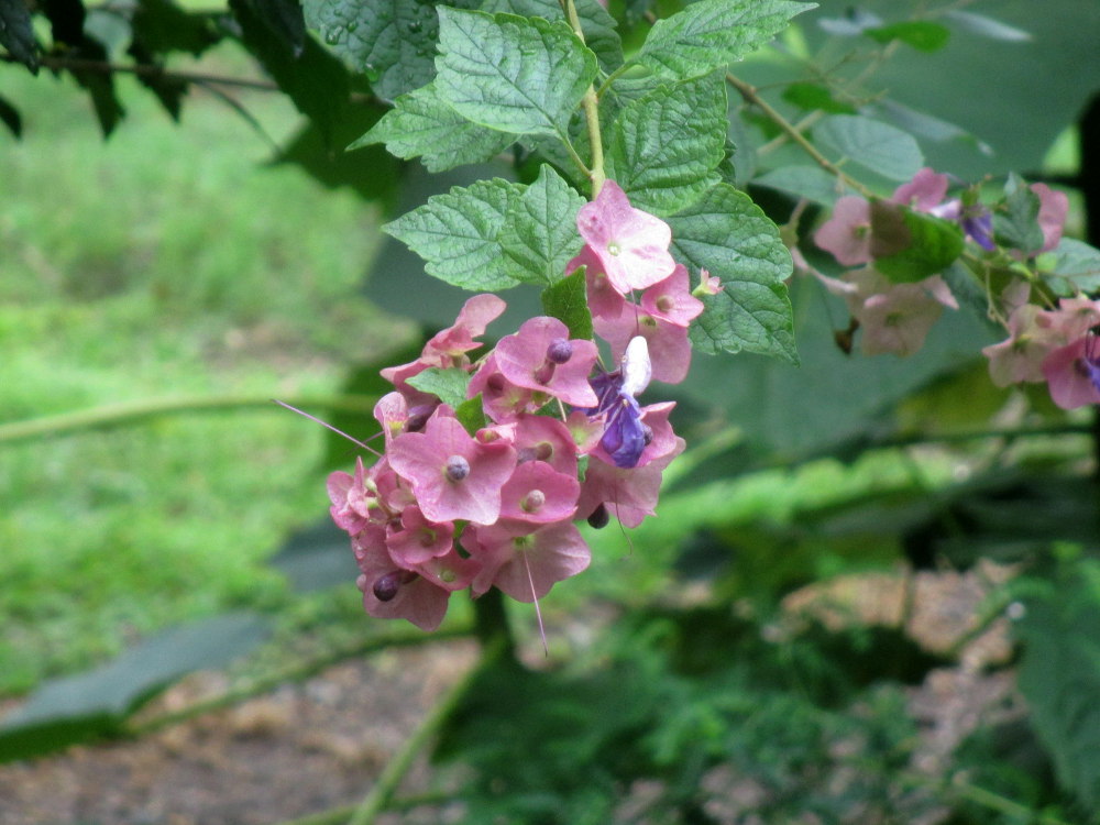 Изображение особи Holmskioldia sanguinea.