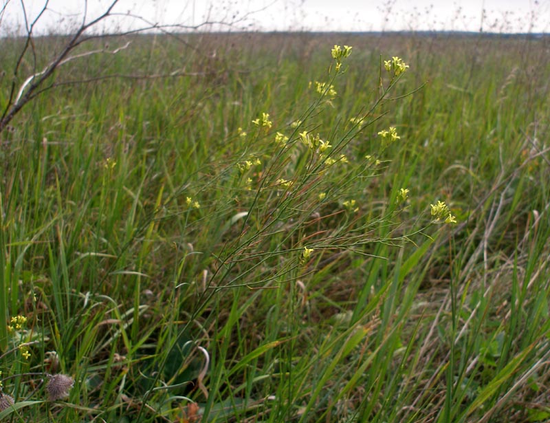 Image of Sisymbrium polymorphum specimen.