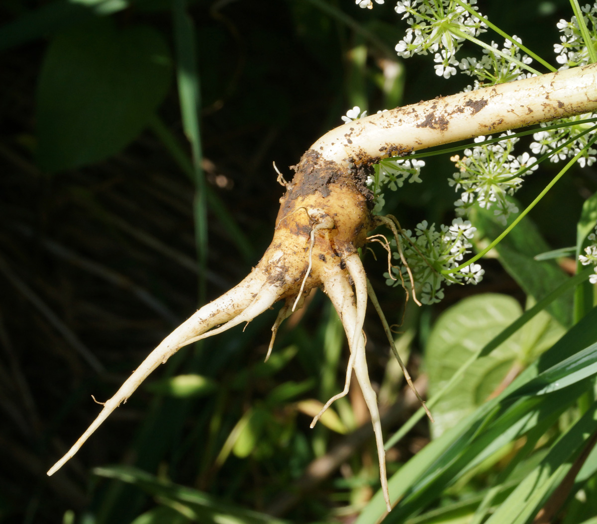 Image of Chaerophyllum prescottii specimen.