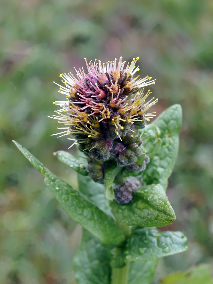 Image of Solenanthus circinnatus specimen.