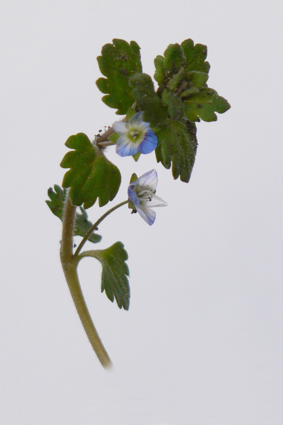 Image of Veronica persica specimen.