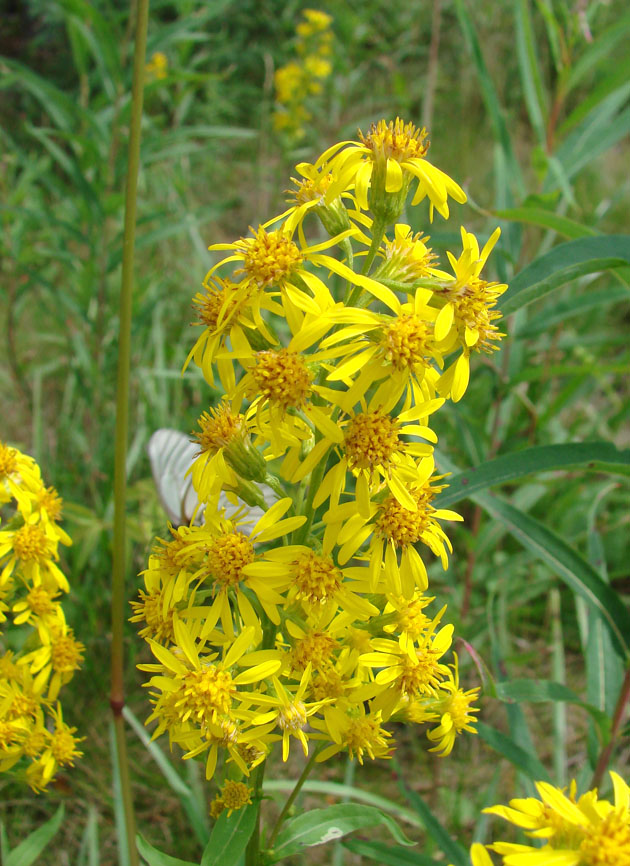 Image of Solidago virgaurea ssp. dahurica specimen.