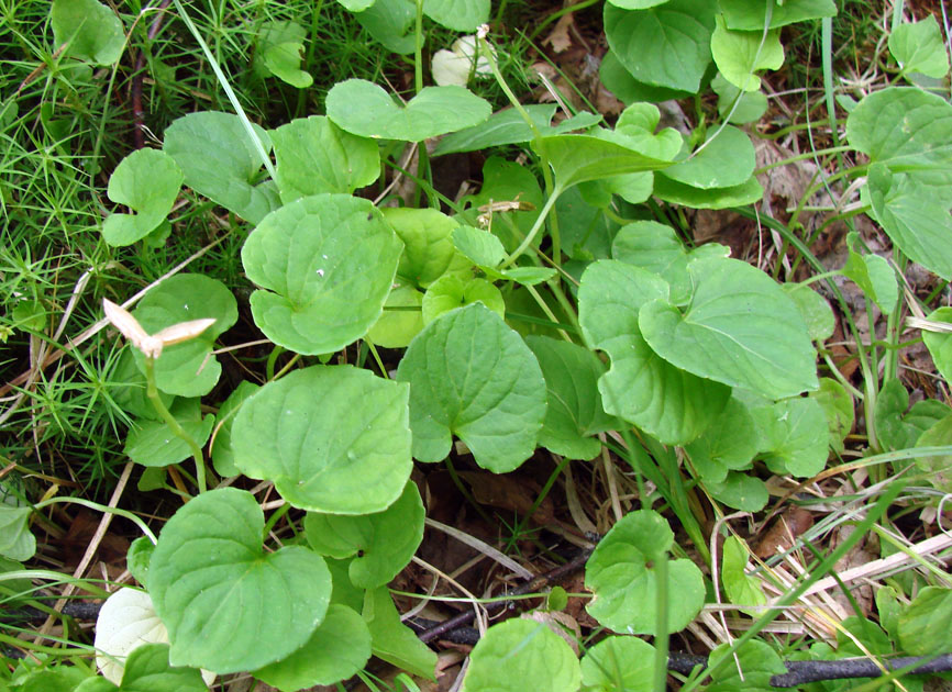 Image of Viola epipsiloides specimen.